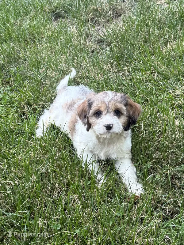 Apollo – Cavapoo puppy for sale in New Vienna, OH