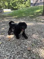 Jasper, a male Miniature Goldendoodle for sale in New Vienna, OH – 4 of 4