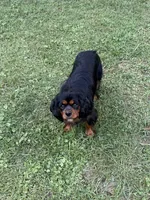 Bear, a male Cavalier King Charles Spaniel for sale in New Vienna, OH – 2 of 5