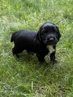 Athena, a female English Cocker Spaniel for sale in New Vienna, OH – 2 of 6