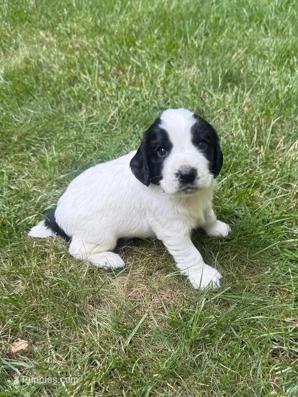 Ruger – English Cocker Spaniel puppy for sale in New Vienna, OH