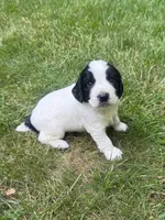 Ruger, a male English Cocker Spaniel for sale in New Vienna, OH – 1 of 6