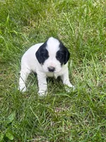 Ruger, a male English Cocker Spaniel for sale in New Vienna, OH – 5 of 6