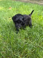 Jasper, a male Miniature Goldendoodle for sale in New Vienna, OH – 5 of 8