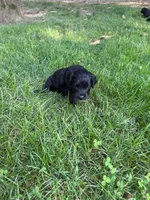 Jade, a female Miniature Goldendoodle for sale in New Vienna, OH – 6 of 7