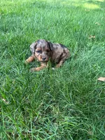 June, a female Miniature Goldendoodle for sale in New Vienna, OH – 7 of 10
