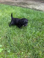 Jasper, a male Miniature Goldendoodle for sale in New Vienna, OH – 2 of 8