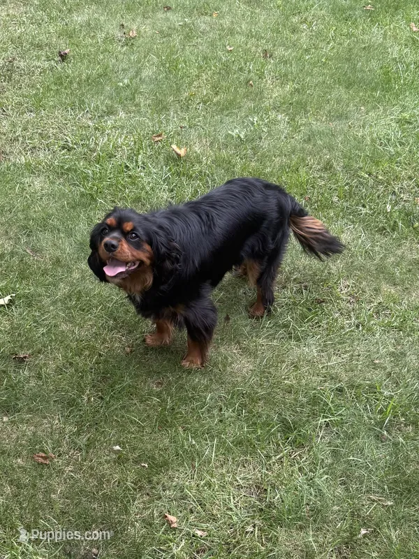 Bear – Cavalier King Charles Spaniel puppy for sale in New Vienna, OH