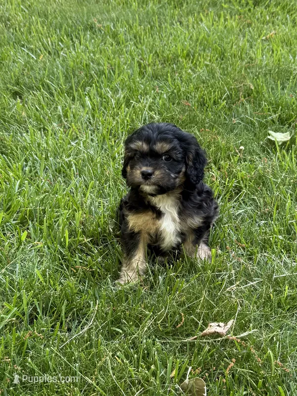Ace – Cavapoo puppy for sale in New Vienna, OH