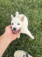 Penny, a female Shiba Inu for sale in New Vienna, OH – 5 of 5