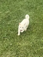 Penny, a female Shiba Inu for sale in New Vienna, OH – 3 of 5