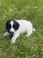 Jett, a male English Cocker Spaniel for sale in New Vienna, OH – 5 of 8
