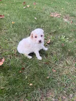 Kobe, a male Poodle - Miniature  for sale in New Vienna, OH – 6 of 6
