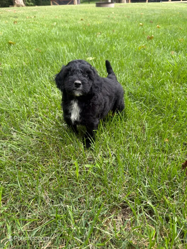 Jasper – Miniature Goldendoodle puppy for sale in New Vienna, OH