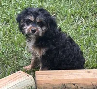 Ace, a male Cavapoo for sale in New Vienna, OH – 2 of 7