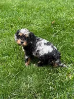 Artemis, a male Cavapoo for sale in New Vienna, OH – 4 of 5