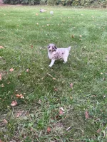 Luna, a female Poodle - Miniature  for sale in New Vienna, OH – 4 of 5