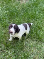 Zeus, a male English Cocker Spaniel for sale in New Vienna, OH – 6 of 9