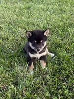 Tillie, a female Shiba Inu for sale in New Vienna, OH – 3 of 3