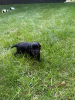Athena, a female English Cocker Spaniel for sale in New Vienna, OH – 4 of 6