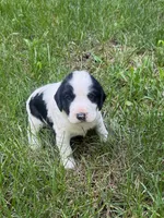 Rambo, a male English Cocker Spaniel for sale in New Vienna, OH – 3 of 9