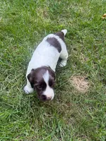 Zeus, a male English Cocker Spaniel for sale in New Vienna, OH – 9 of 9