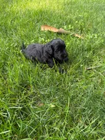 Jack, a male Miniature Goldendoodle for sale in New Vienna, OH – 6 of 8