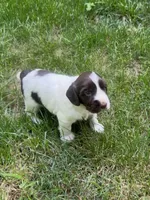 Zeus, a male English Cocker Spaniel for sale in New Vienna, OH – 8 of 9