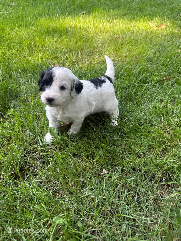 Jude – Miniature Goldendoodle puppy on hold in New Vienna, OH