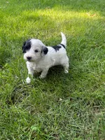 Jude, a male Miniature Goldendoodle for sale in New Vienna, OH – 1 of 8