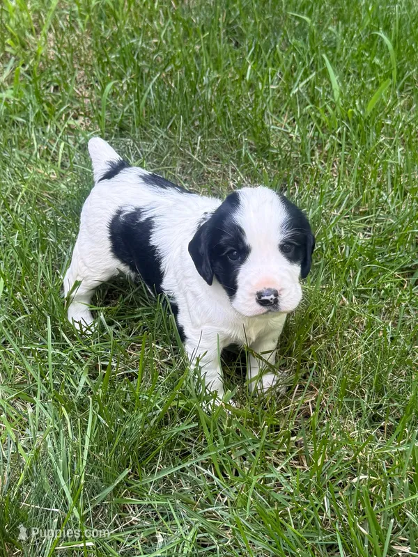 Rambo – English Cocker Spaniel puppy for sale in New Vienna, OH