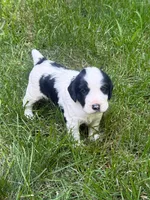 Rambo, a male English Cocker Spaniel for sale in New Vienna, OH – 1 of 9