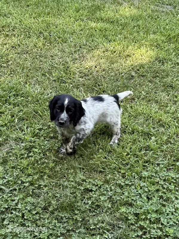 Jett – English Cocker Spaniel puppy for sale in New Vienna, OH