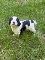 Rambo, a male English Cocker Spaniel for sale in New Vienna, OH – 6 of 9