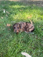June, a female Miniature Goldendoodle for sale in New Vienna, OH – 6 of 10