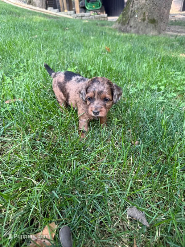 June – Miniature Goldendoodle puppy for sale in New Vienna, OH