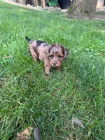 June, a female Miniature Goldendoodle for sale in New Vienna, OH – 1 of 10