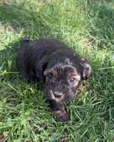 Avalon, a female Cavapoo for sale in New Vienna, OH – 4 of 5