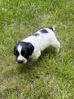Jett, a male English Cocker Spaniel for sale in New Vienna, OH – 8 of 8