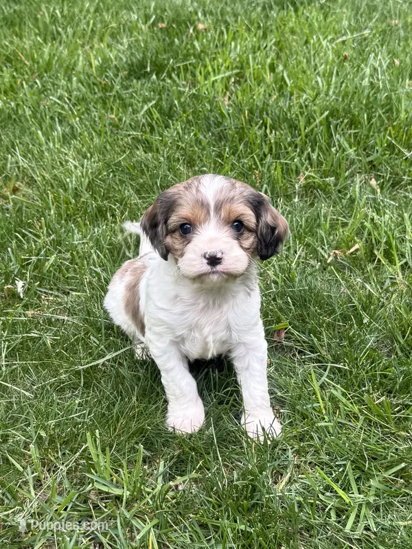 Apollo – Cavapoo puppy for sale in New Vienna, OH