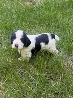 Rambo, a male English Cocker Spaniel for sale in New Vienna, OH – 8 of 9