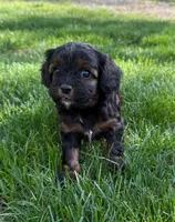 Avalon, a female Cavapoo for sale in New Vienna, OH – 3 of 5