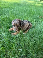 June, a female Miniature Goldendoodle for sale in New Vienna, OH – 4 of 10