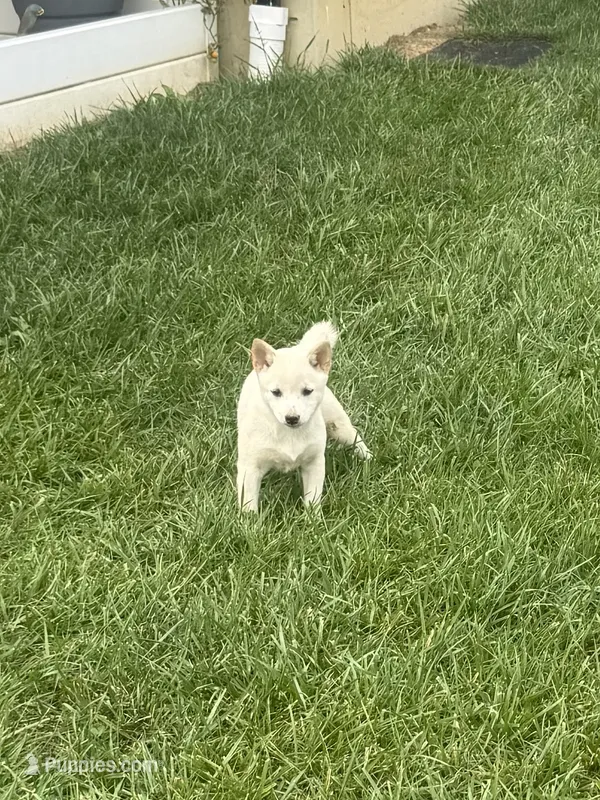 Penny – Shiba Inu puppy for sale in New Vienna, OH