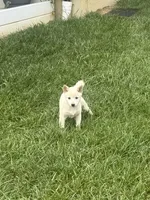 Penny, a female Shiba Inu for sale in New Vienna, OH – 1 of 5