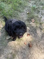 Jack, a male Miniature Goldendoodle for sale in New Vienna, OH – 2 of 3