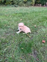 Jax, a male Poodle - Miniature  for sale in New Vienna, OH – 5 of 5