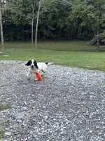 Ruger, a male English Cocker Spaniel for sale in New Vienna, OH – 3 of 8