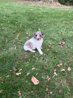 Luna, a female Poodle - Miniature  for sale in New Vienna, OH – 3 of 5