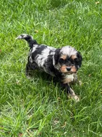 Artemis, a male Cavapoo for sale in New Vienna, OH – 2 of 5